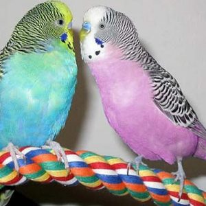 Budgies Parrot